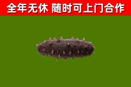 嵩市烟酒回收干海参.jpg